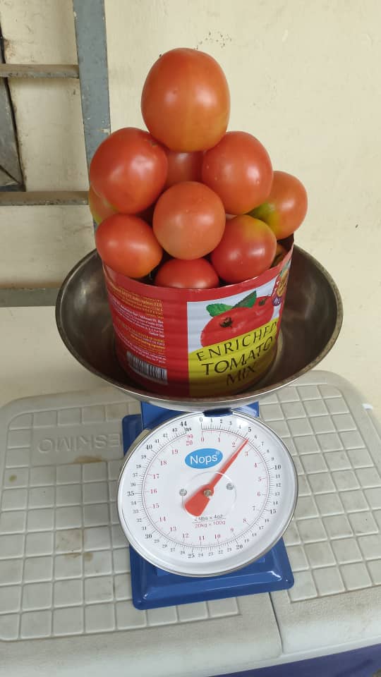 2kg Fresh Tomatoes