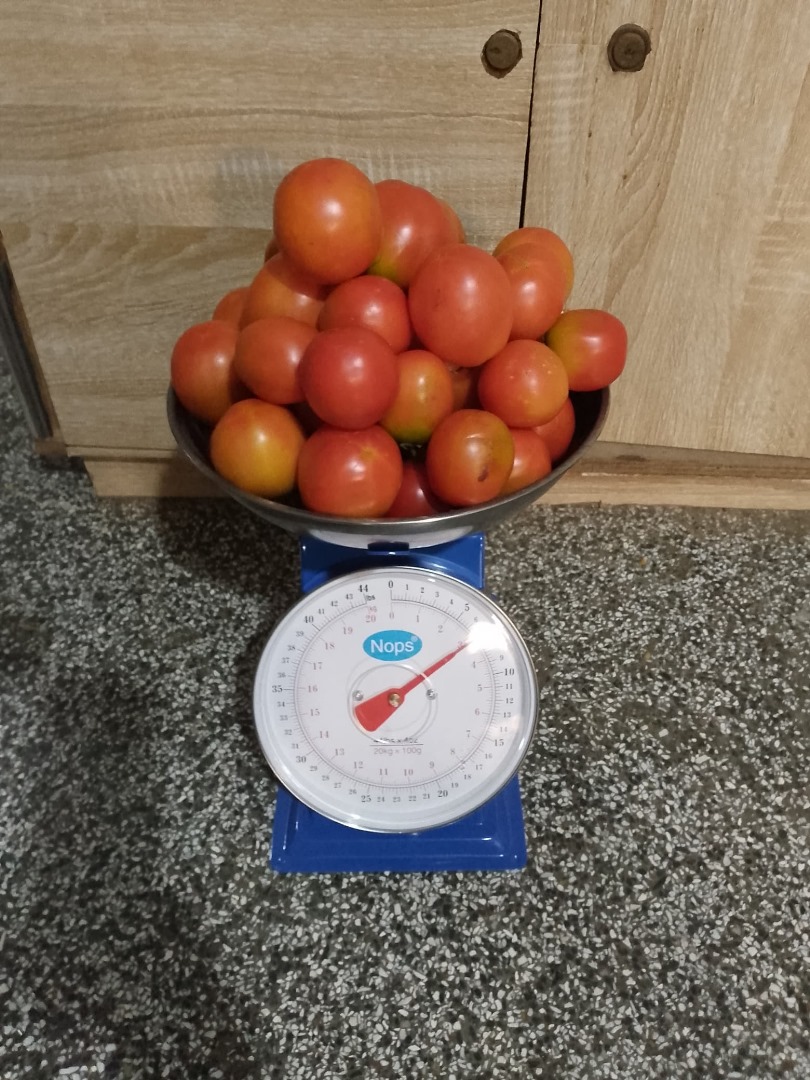 3kg Fresh Organic Tomatoes