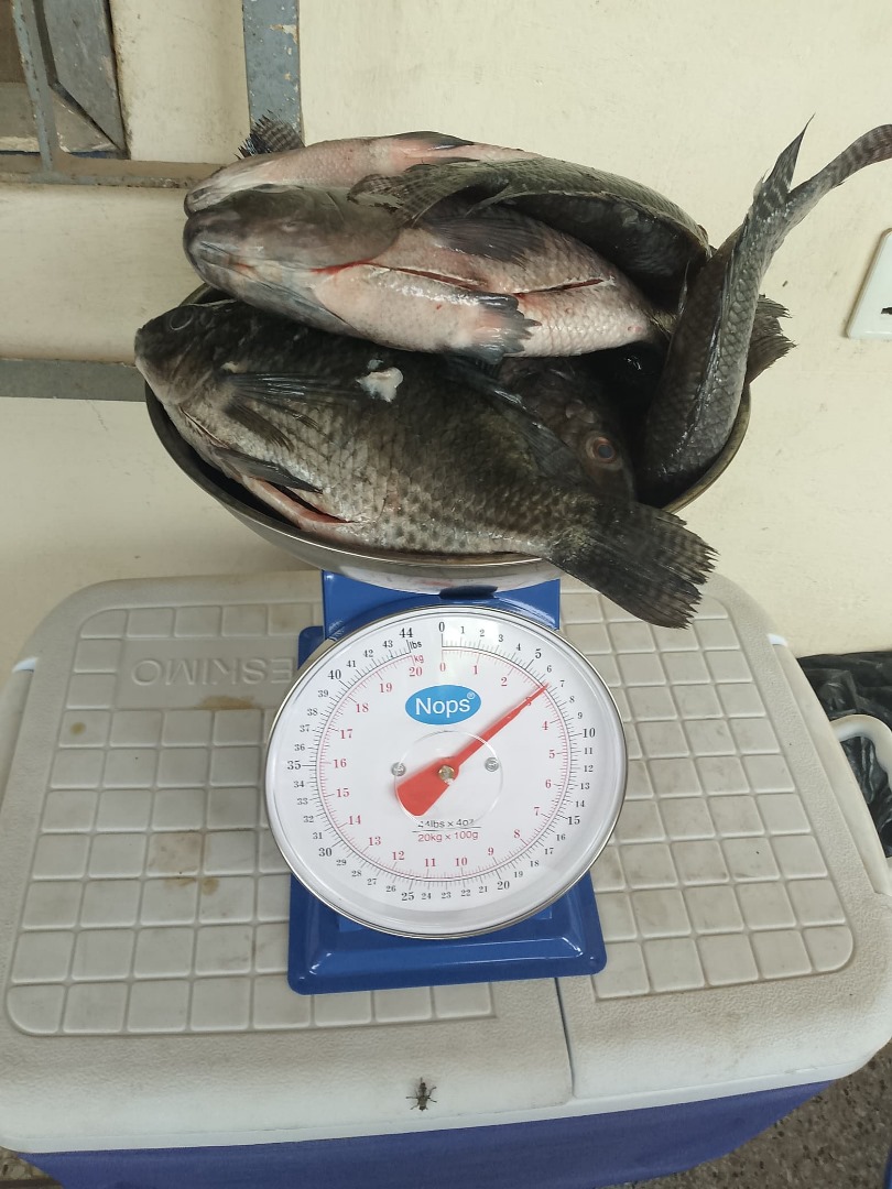 Fresh Tilapia Big Size 3kg