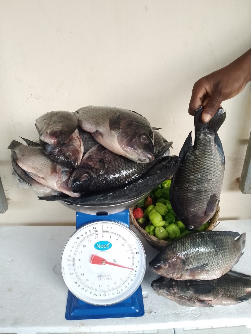 Fresh Tilapia Big Size 6kg