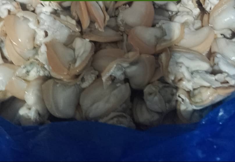 Freshly Havested Oysters