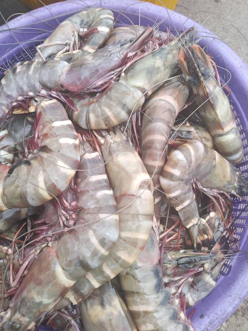 Fresh Prawns