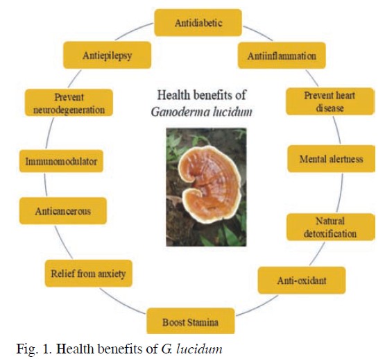 Ganoderma—The King of Herbs