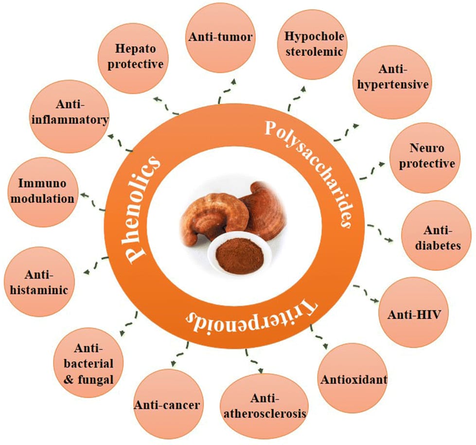 Ganoderma—The King of Herbs